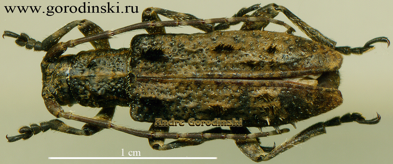 http://www.gorodinski.ru/cerambyx/Lamiinae sp.2.jpg